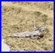 Dead Confederate Soldier Petersburg, VA Color Tinted photo Civil War 02564